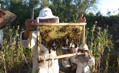 apiculture, ruche, miel, sophie berton, arles